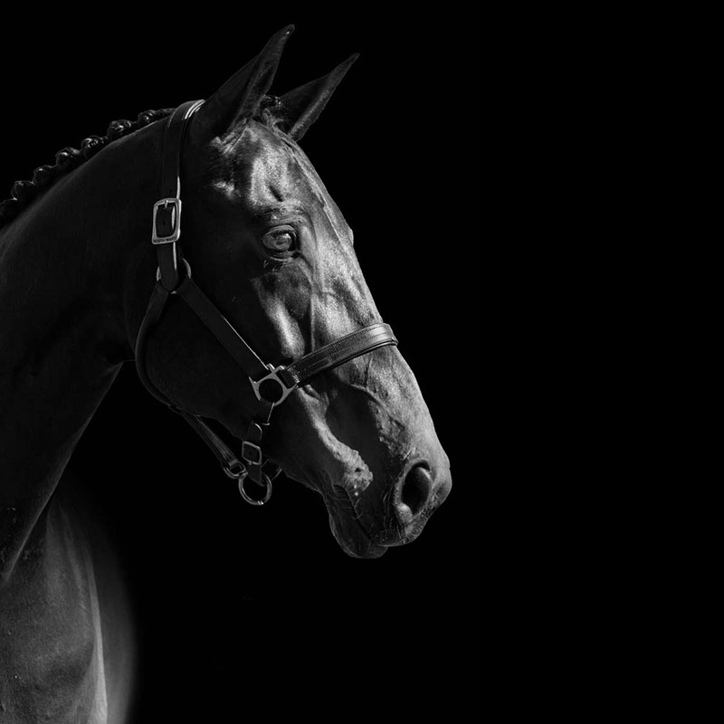 background replacement fine art equine photo