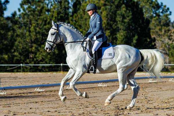 Canterring horse dressage photo